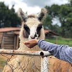 A shot of a woman feeding an animal.