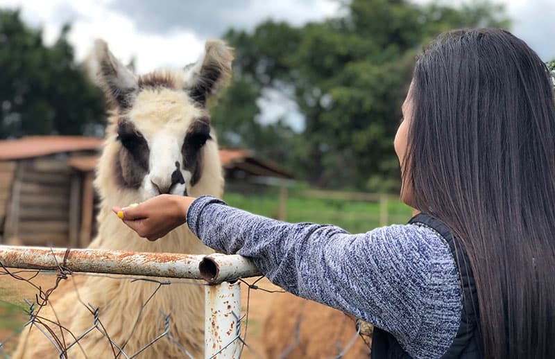 A shot of a woman feeding an animal.